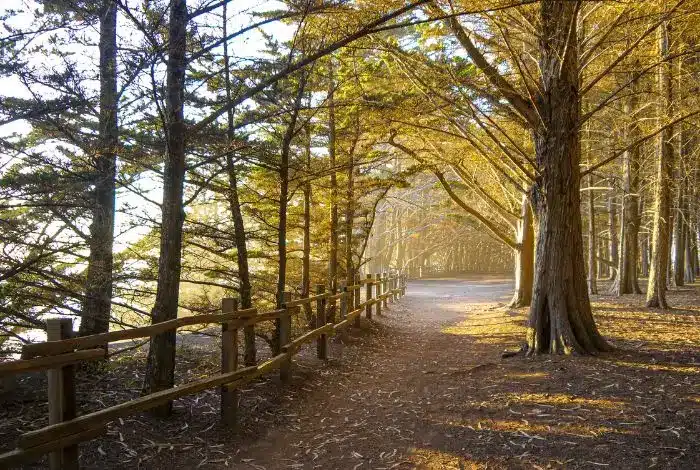 3. 700 x 400 (moss forrest) half moon bay real estate agent, moss forest